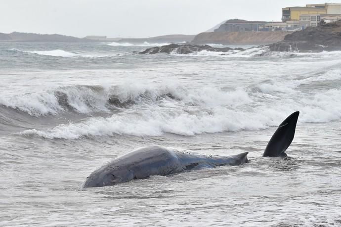 02-02-2019 TELDE. Cachalote muerto varado en la playa de Melenara. Fotógrafo: ANDRES CRUZ