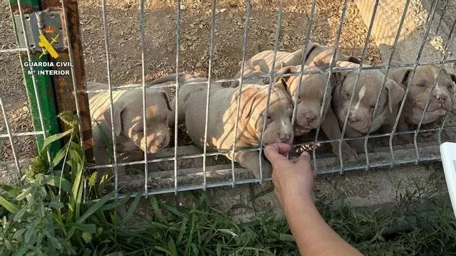 Vídeo | Un perro atendido en Cáceres destapa una red de amputaciones de animales con 14 detenidos