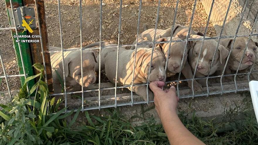Un perro atendido en Cáceres destapa una red de amputaciones de animales con 14 detenidos