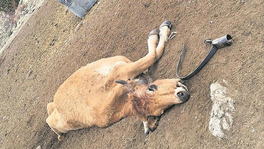 Los ganaderos invitan a Mollà a que vea con sus ojos el ataque de buitres