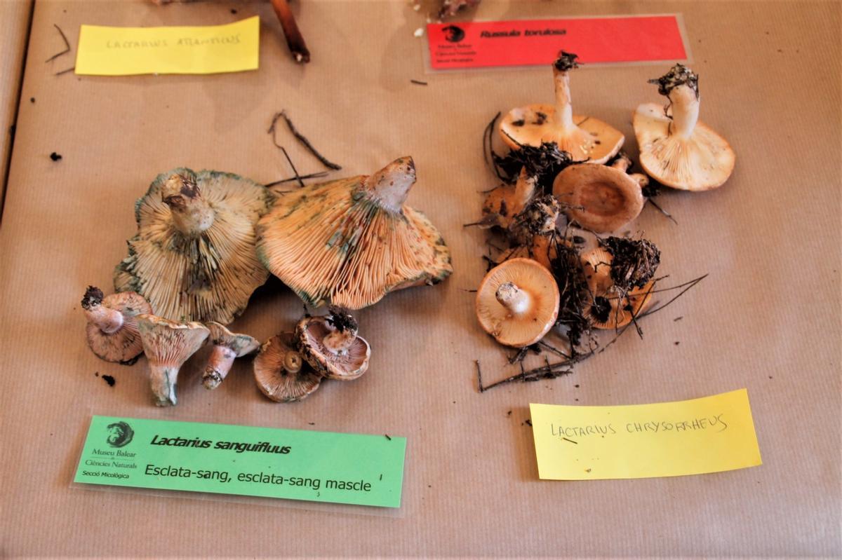 La campaña de setas queda supeditada a futuras lluvias