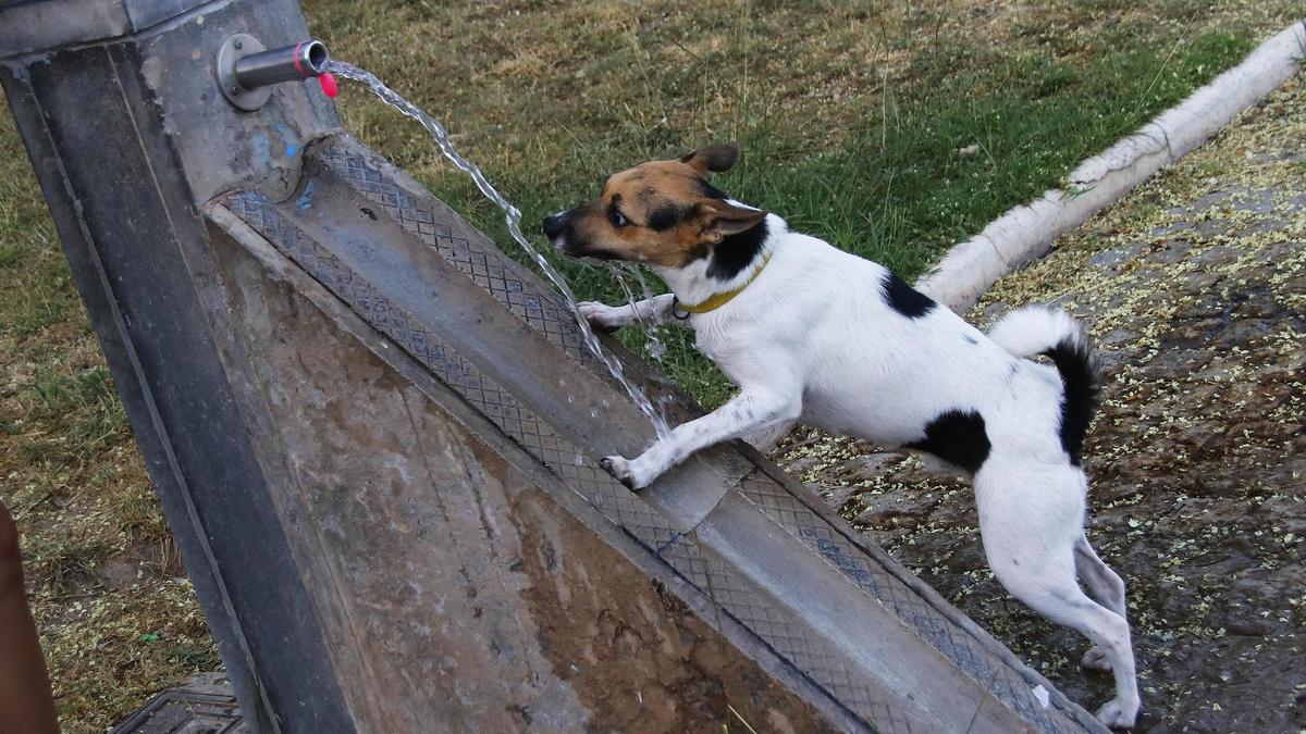 Cómo proteger a tu mascota de un golpe de calor