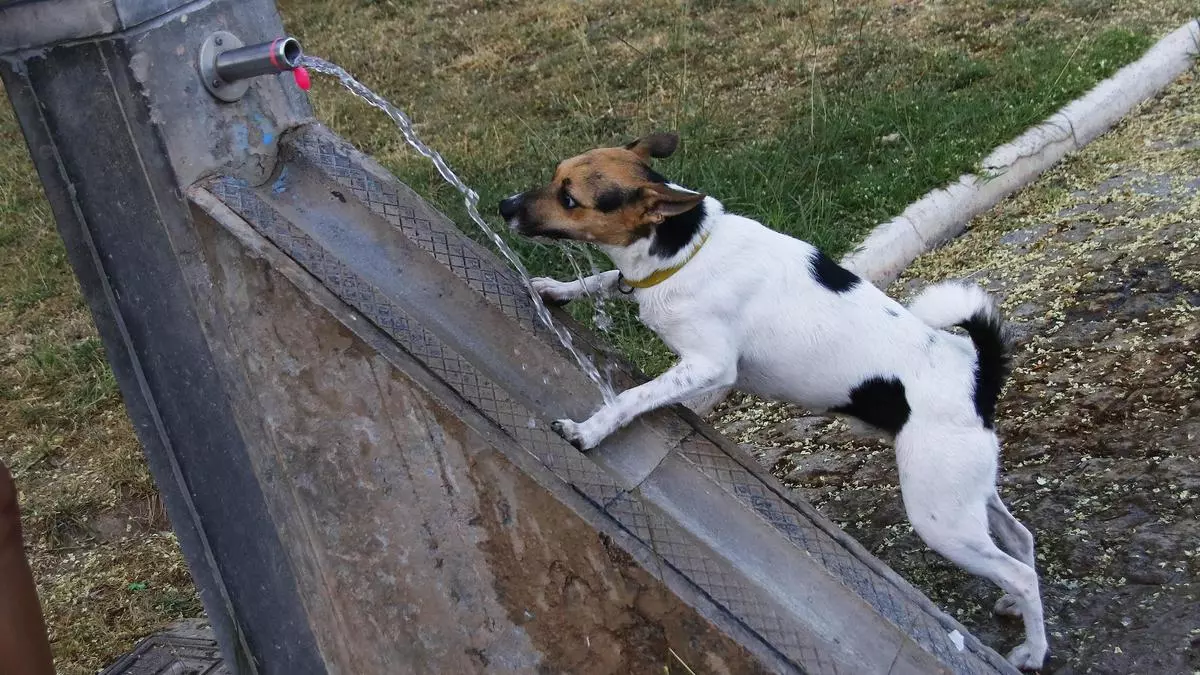 Los ladridos de tu perro te pueden costar una multa de hasta 300 euros si lo hace a estas horas