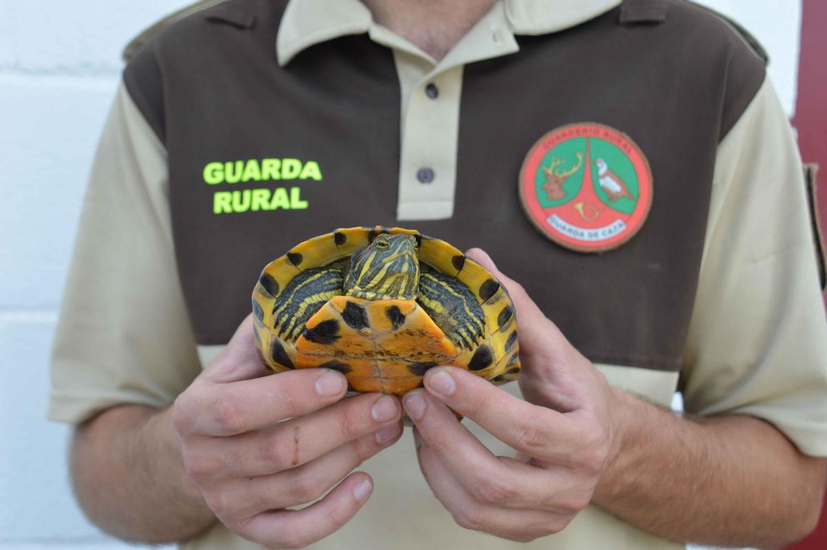 Un guardia del paraje protegidos de la desembocadura Millars sujeta a una de las tortugas de Florida capturadas recientemente.