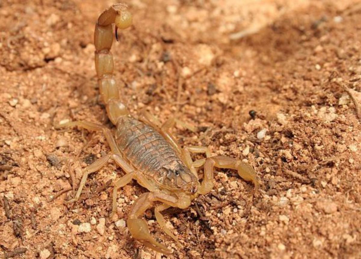 La carabela portuguesa amplía la lista gallega de animales venenosos