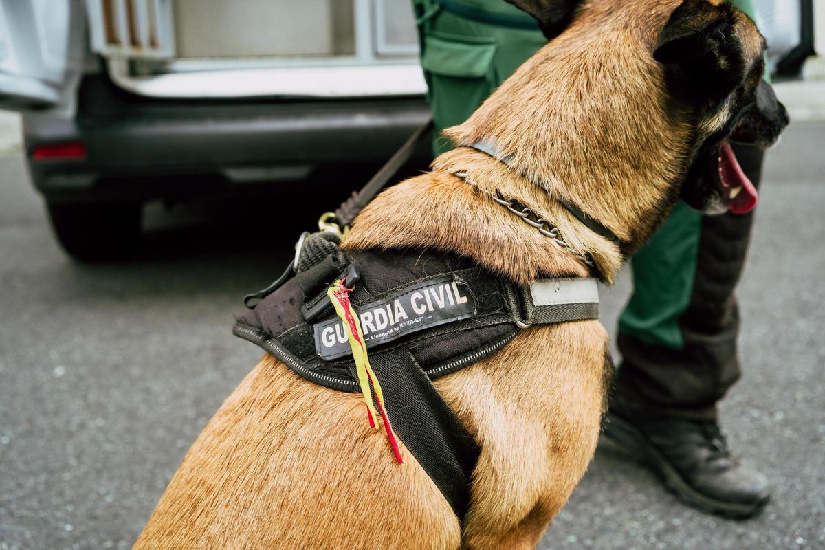 El emblema de estos agentes de cuatro patas