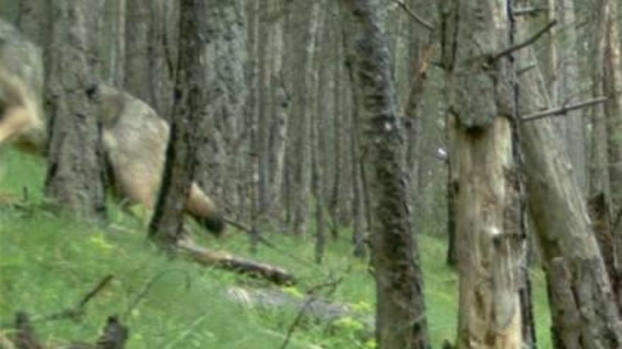 El llop localitzat al Solsonès ha atacat ramats d&#039;ovelles