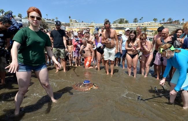 18/03/2016 PLAYA DEL INGLES, SAN BARTOLOME DE TIRAJANA. Suelta de tortugas bobas en Playa del Ingles. Foto: SANTI BLANCO