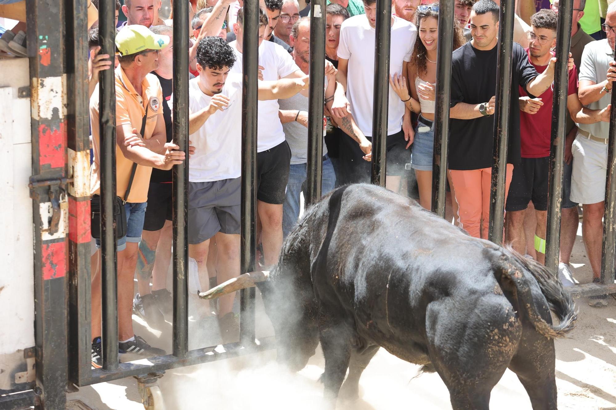 Encierro de cerriles en las fiestas de Sant Pere del Grau