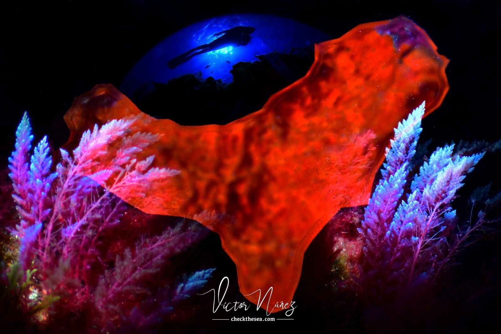 Imágenes del Campeonato de Foto Submarina de El Hierro