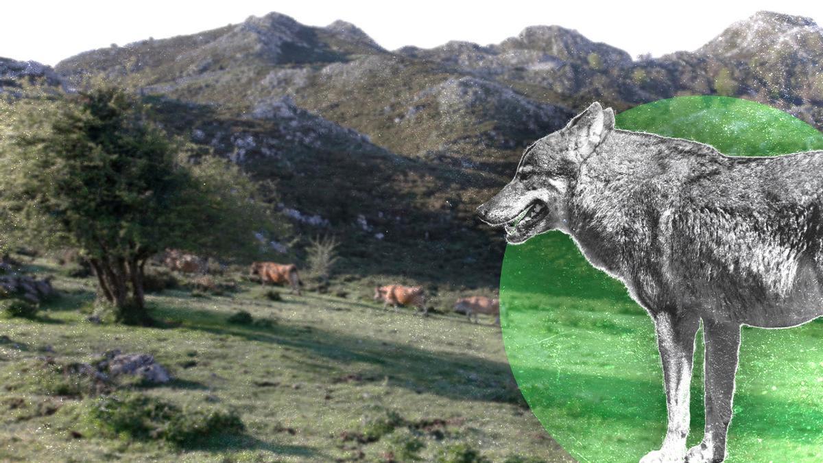 Asturias matará 53 lobos para controlar la población