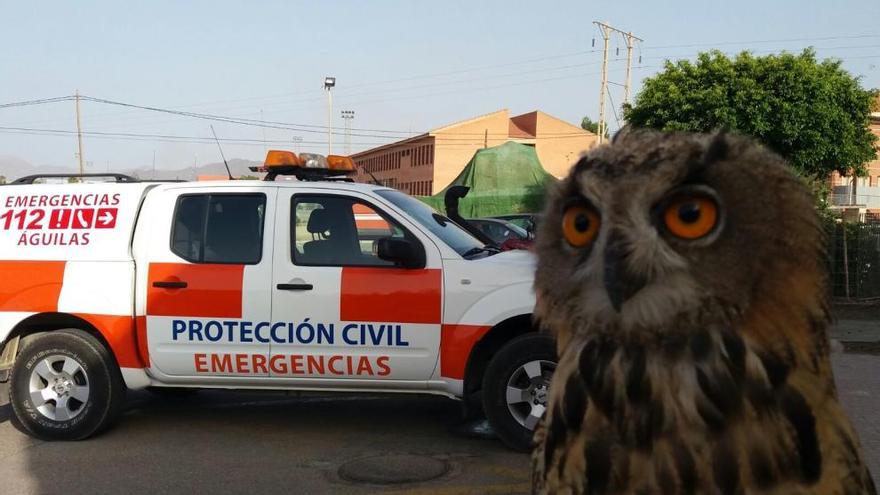 Al rescate de un búho herido en Águilas