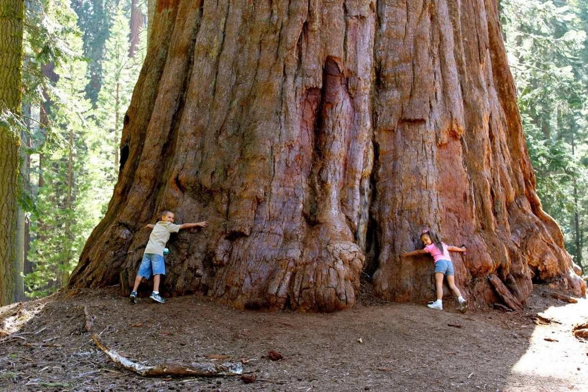 Dos niños abrazan a una sequoia gigante.