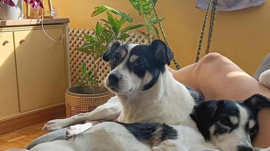 La asociación de animales (PAM) de Montehermoso celebrará un