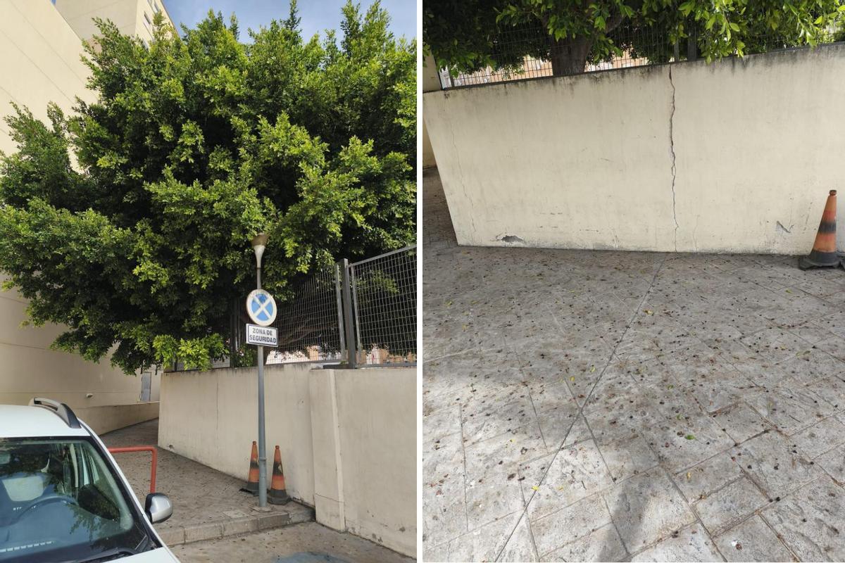 A la izq.el árbol del CEIP García Lorca invadiendo el CARE. A la dcha. la acumulación de excrementos que deja en el suelo.