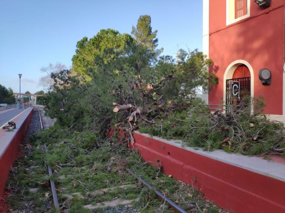El fuerte vendaval causa la caída de árboles y de cascotes en València
