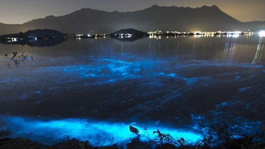 ¿Por qué el mar se vuelve fluorescente en Hong Kong?