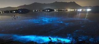 ¿Por qué el mar se vuelve fluorescente en Hong Kong?