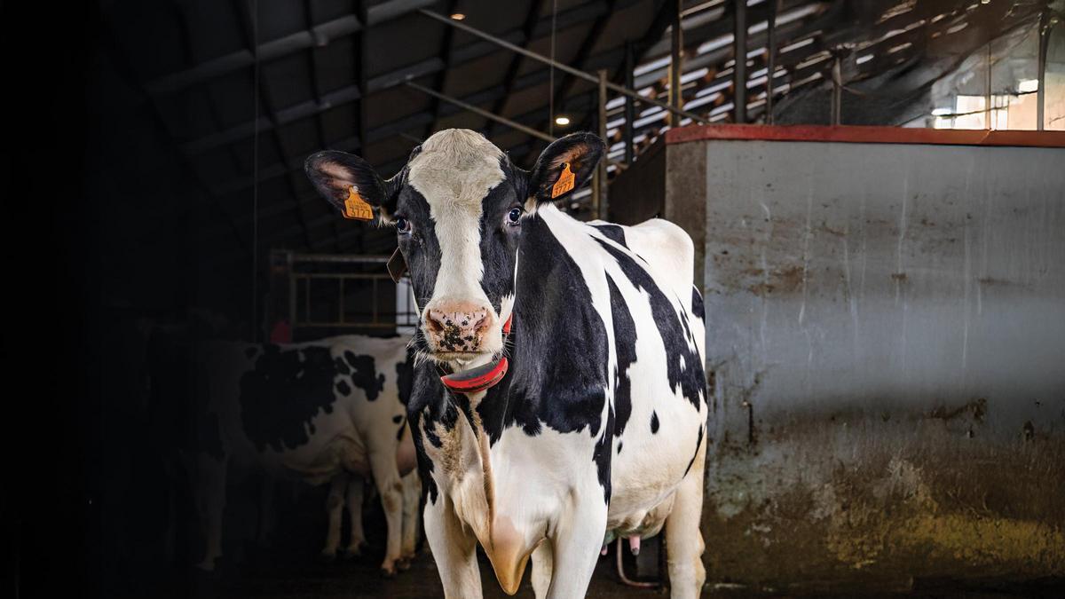 Una vaca dentro de un establo