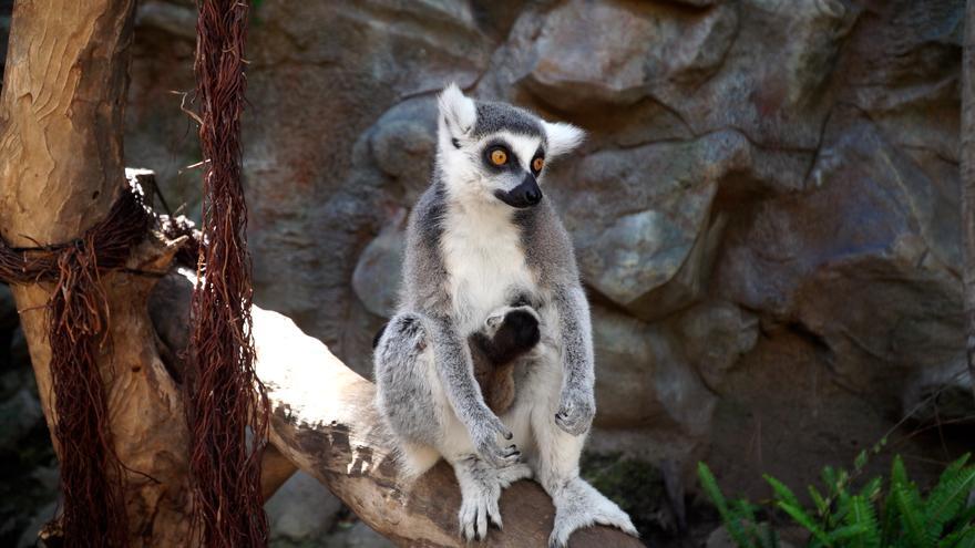 Nacen en Loro Parque dos crías de lémur, una especie en peligro de extinción