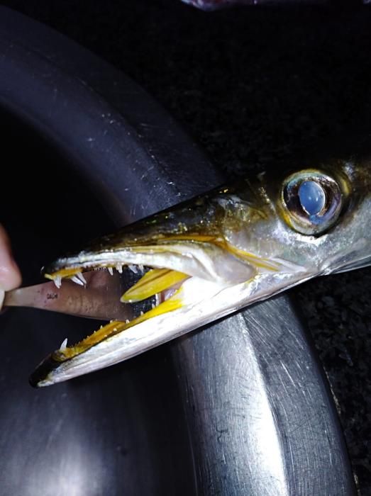 Barracudas del Mediterráneo en Vigo