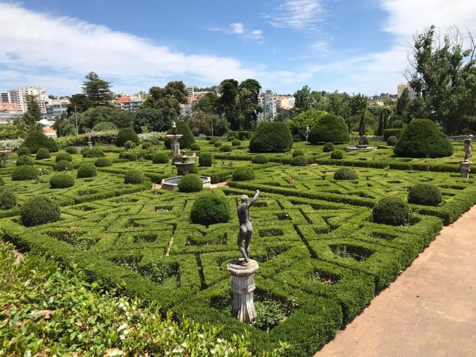 Rosa "Castell d'Alaquàs" en el palacio Fronteira de Lisboa.