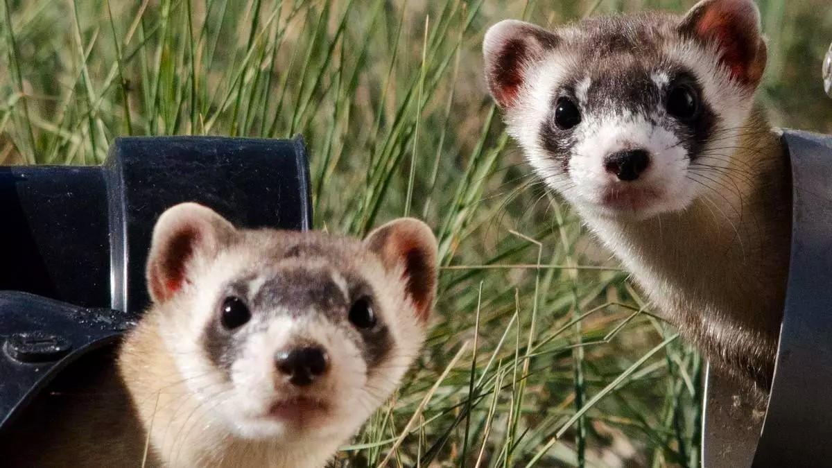 Los hurones, mejor si conviven con 'amigos' de su especie.
