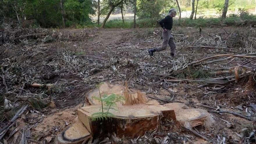Un cambadés denuncia que le robaron unos diez árboles con el 