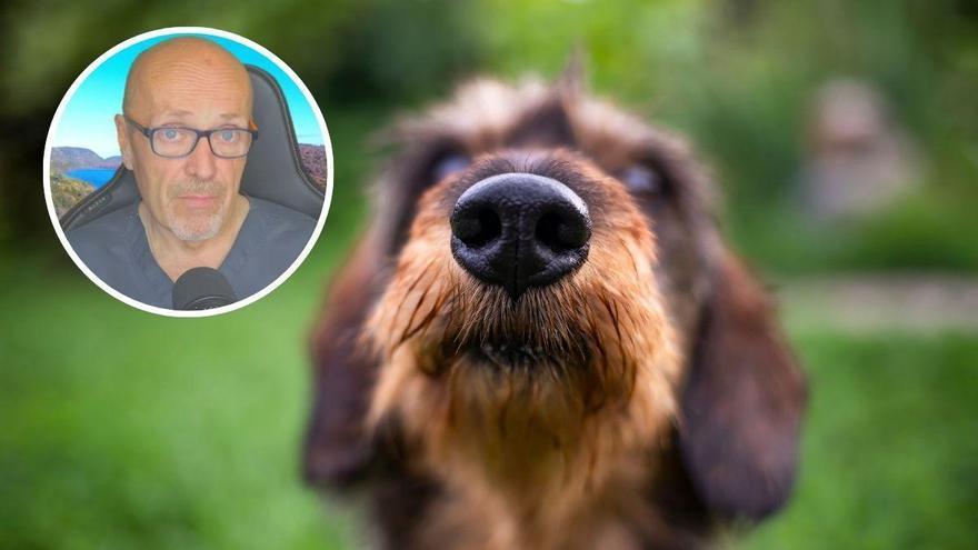 El veterinario Manuel Manzano avisa: correr mucho no siempre cansa a un perro hiperactivo