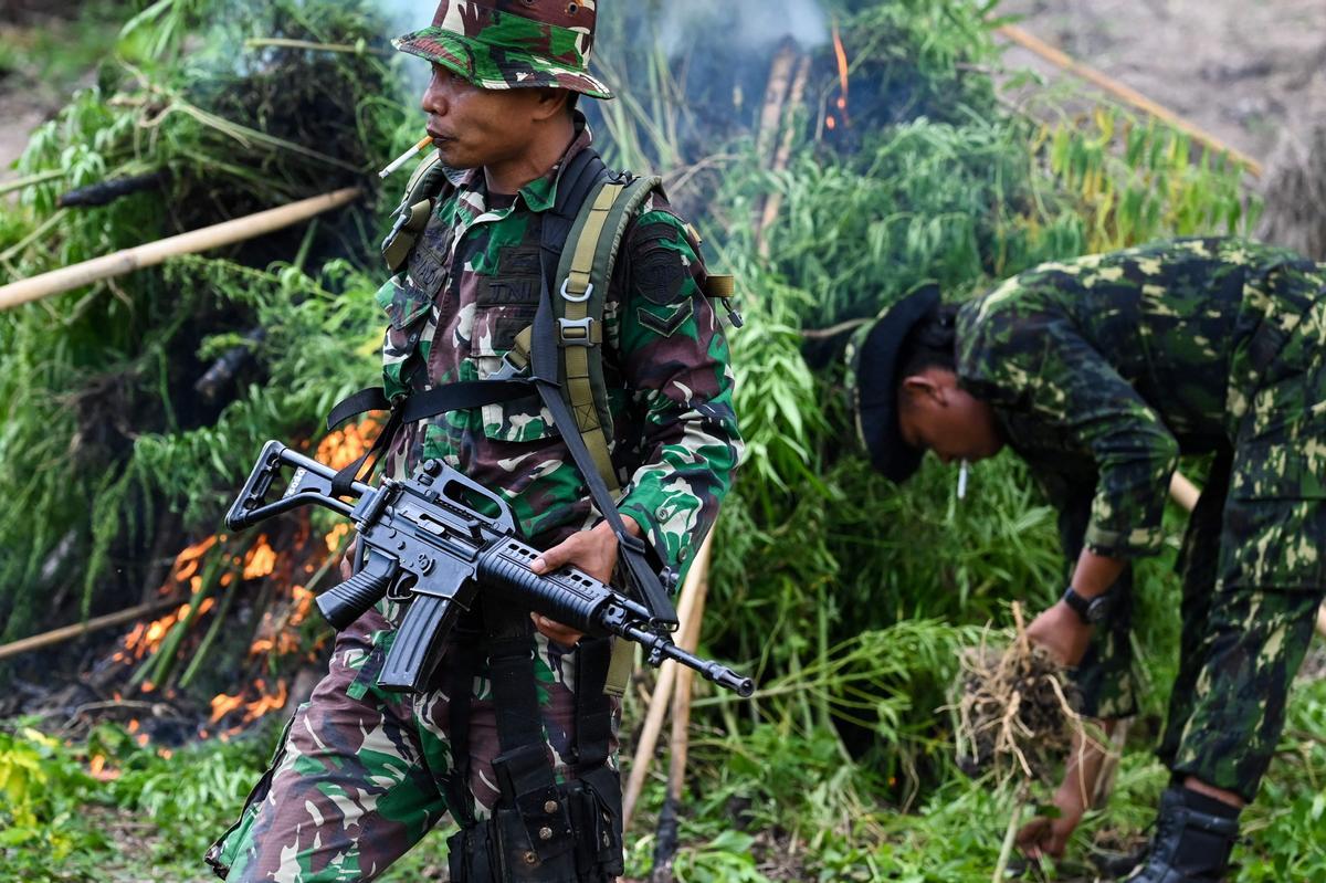 Autoridades de Indonesia queman plantaciones de marihuana en Aceh