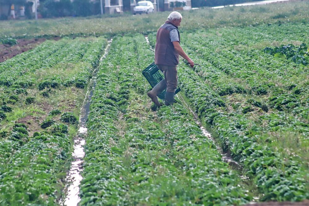 Las lluvias han dejado entre 15 y 30 litros por metro cuadrado en la Vega Baja