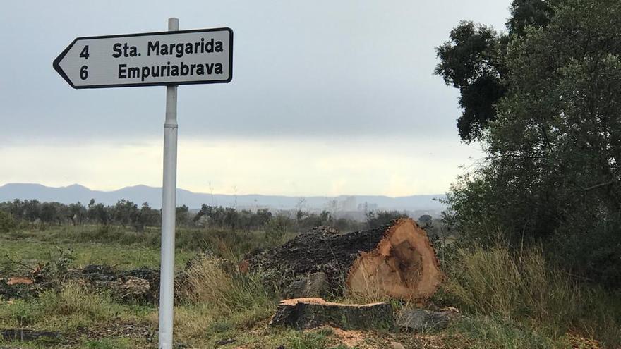 El tronc serrat de l&#039;alzina a tocar la carretera GIV6102.