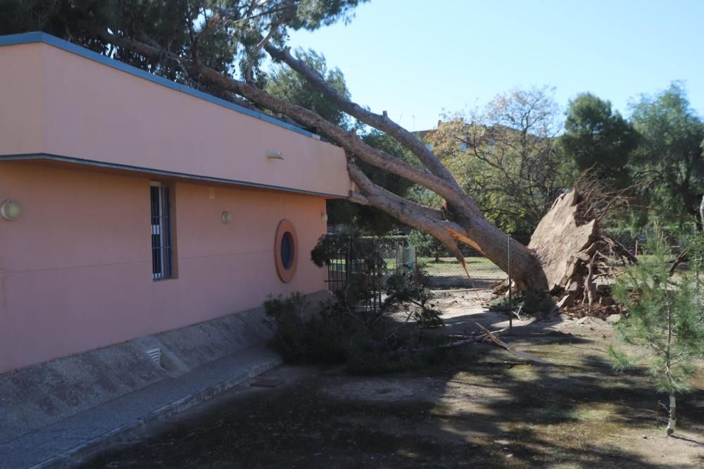 Destrozos del viento en Sagunt