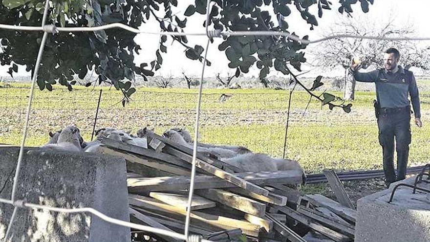 Un rebaño de ovejas invade las vías  y provoca retrasos en varios trenes