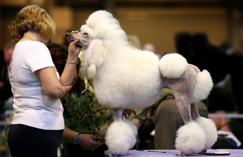 Crufts 2019: L'exhibició de gossos més gran del món