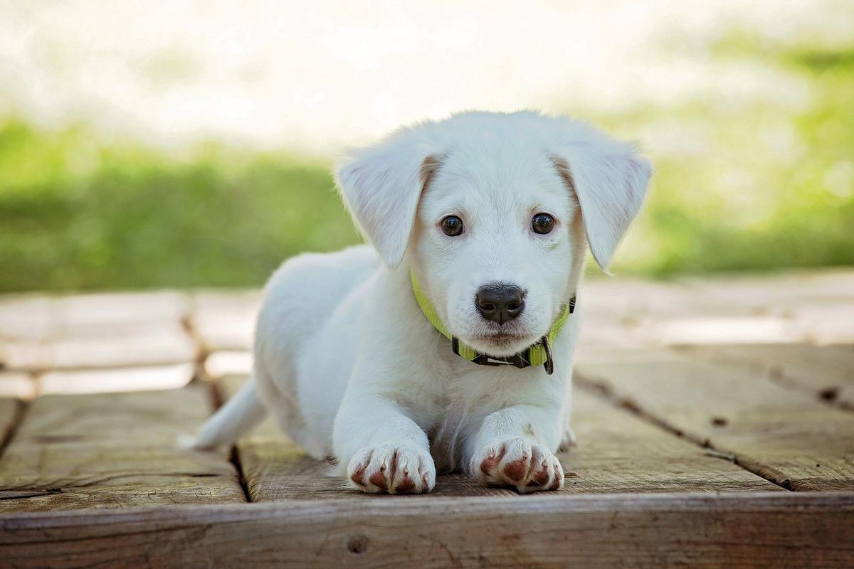 Ideas de nombres bonitos para perro macho y hembra