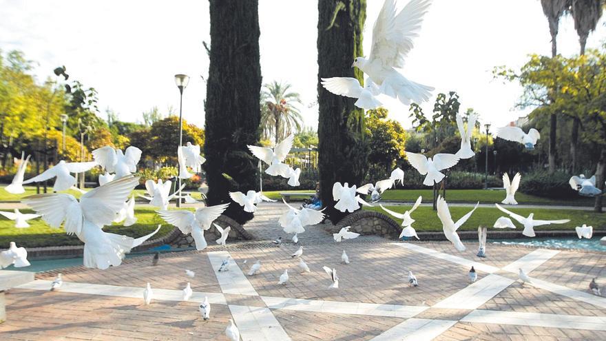 ¿Hay demasiadas palomas en Córdoba?