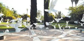 ¿Hay demasiadas palomas en Córdoba?
