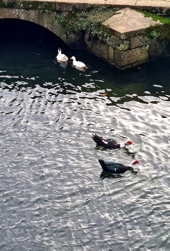 Los patos del río Con (Vilagarcía).