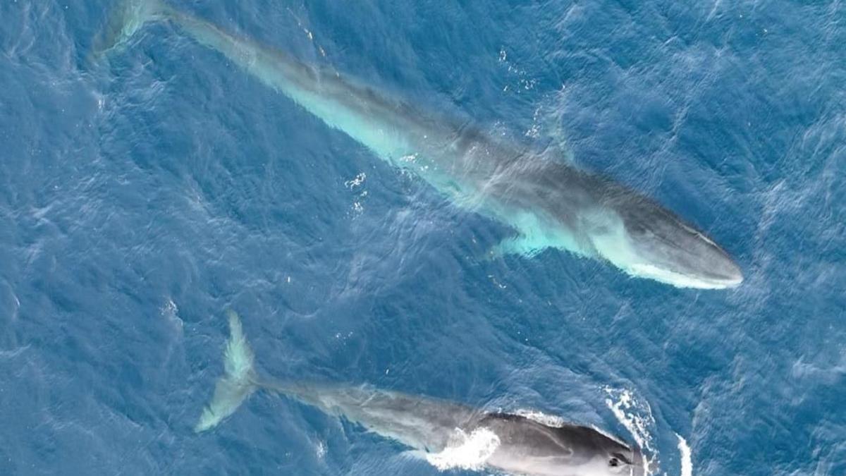 Una ballena y su cría nadan en aguas de Dénia.