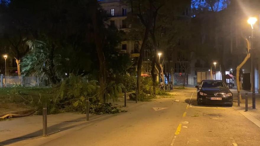 El temporal de viento provoca caídas de árboles y motos en Barcelona durante la noche