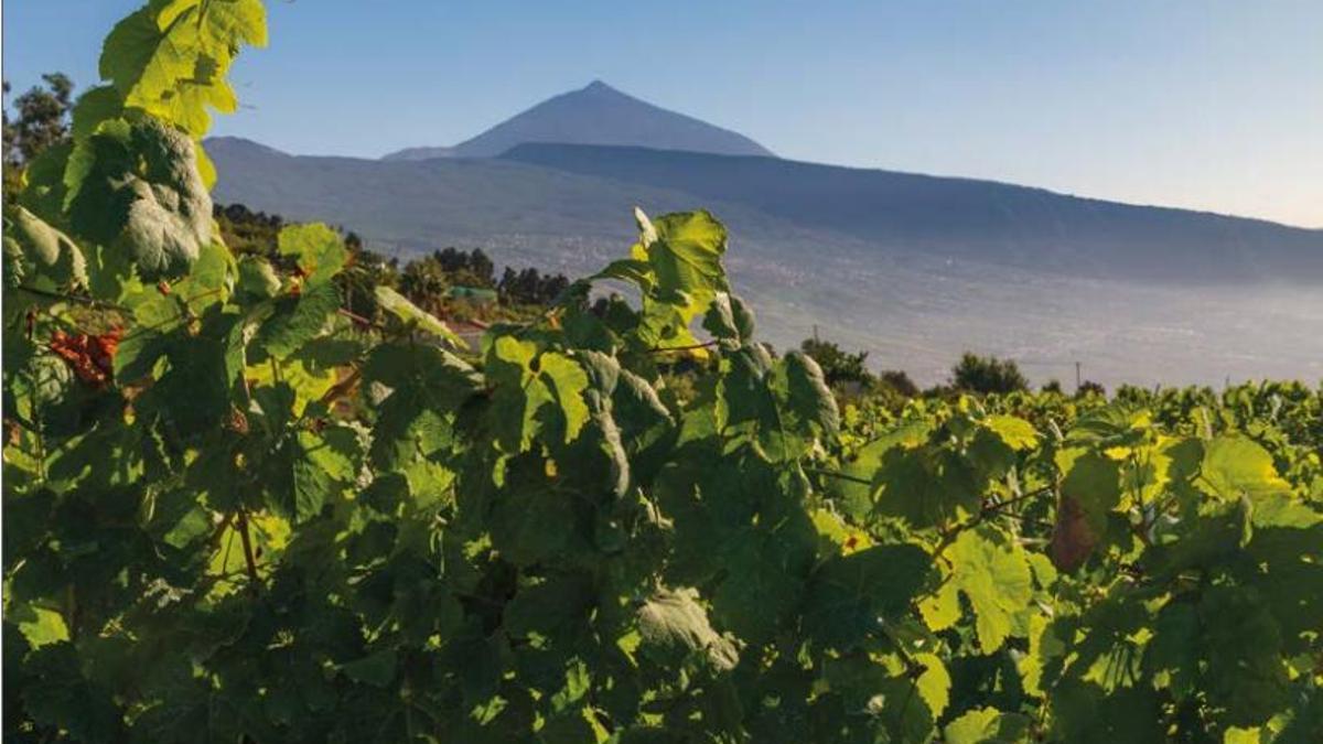Un viñedo en Santa Úrsula