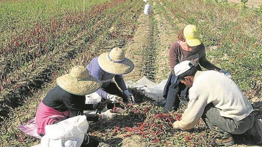 Aumentan las hectáreas para el pimentón a 1.200