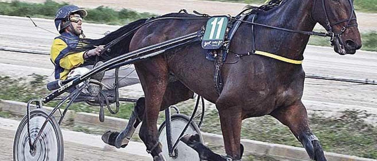 El caballo francÃ©s Ted de la Rive en una de sus recientes victorias en Manacor, con Nicolau MartÃ­.