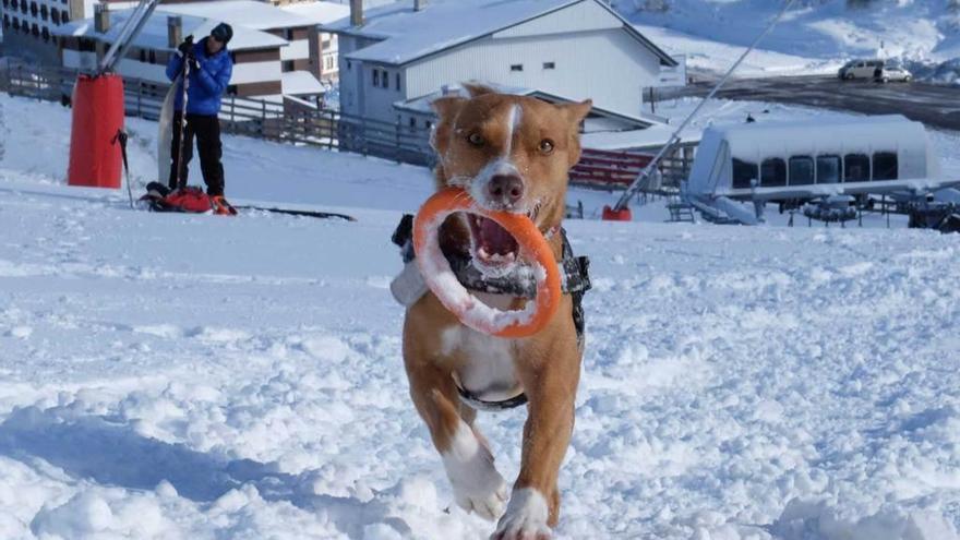 Un perro juega entre la nieve, en el complejo invernal de Lena.