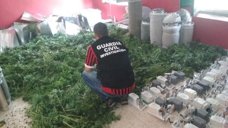 Desmantelan tres plantaciones de marihuana &#039;selladas&#039; para evitar olores