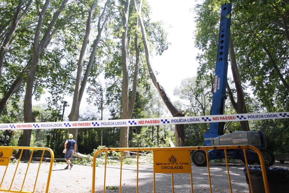 Tanquen fins dilluns els Jardins de la Devesa per la caiguda d''un plàtan