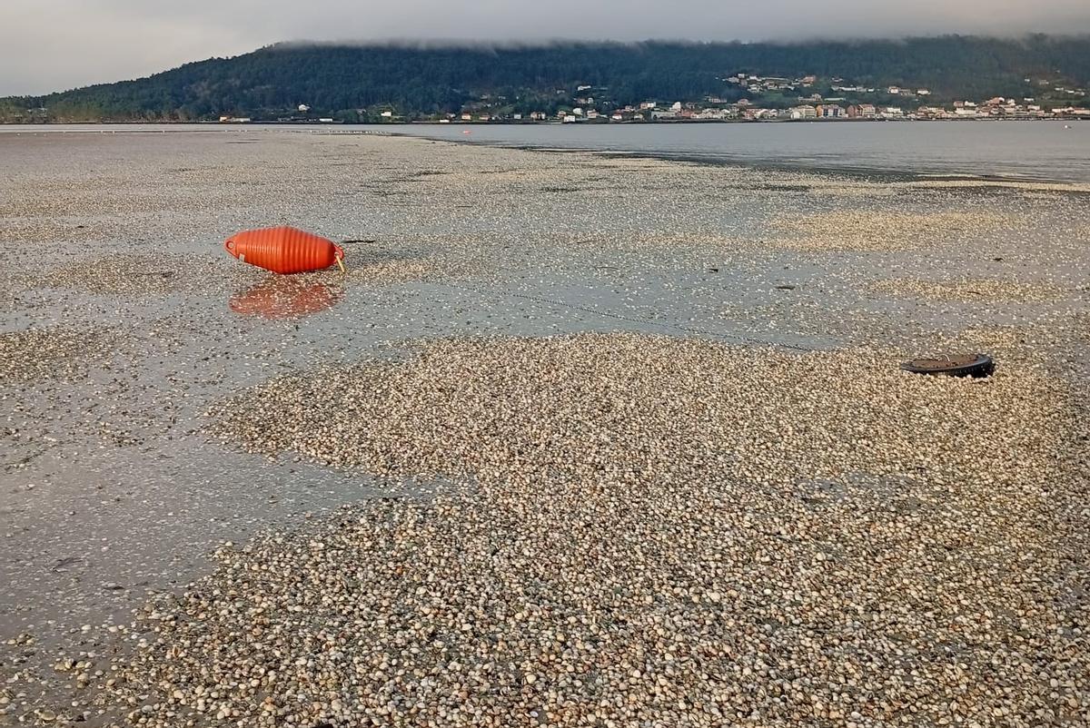Marisco morto na ría de Muros - Noia.