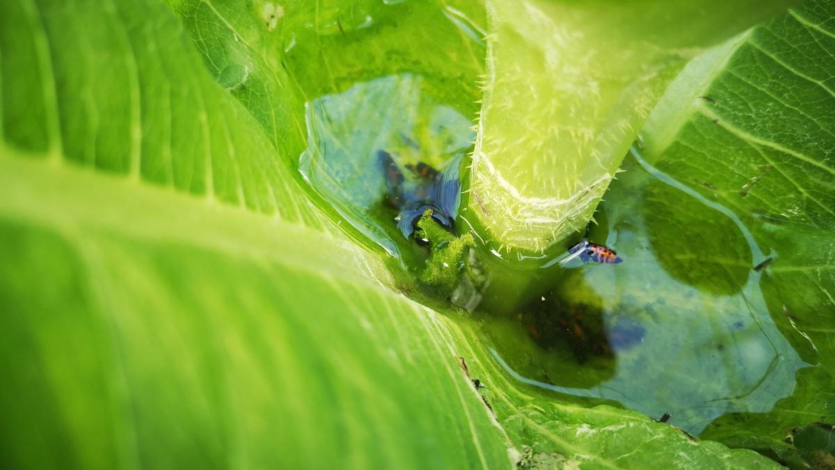 El aire habría transportado los microplásticos hasta las plantas