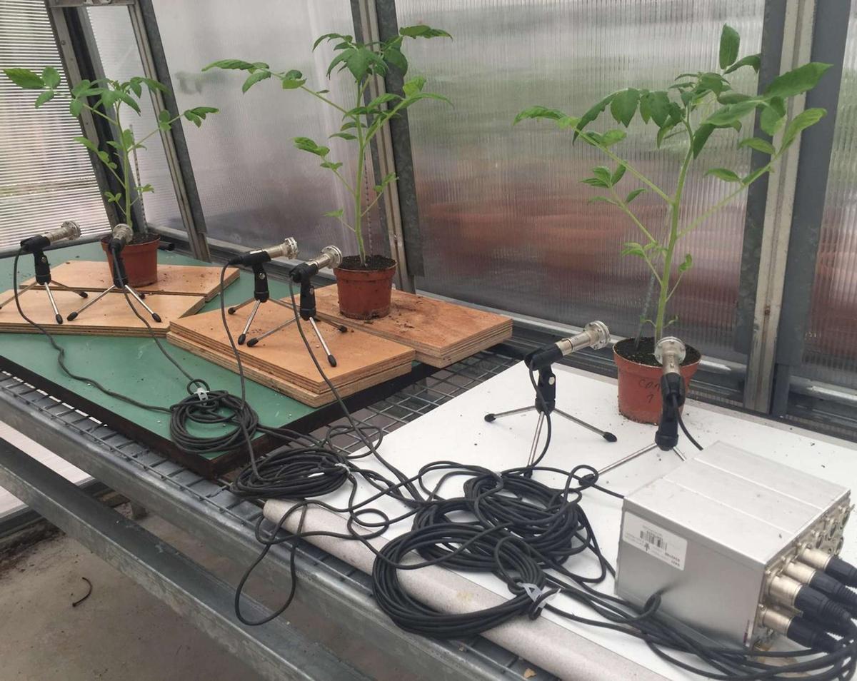 El equipo grabó los sonidos de las plantas tanto en el invernadero como en el laboratorio.